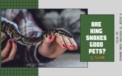 Are King Snakes Good Pets for Beginners?
